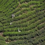 Cameron Highlands
